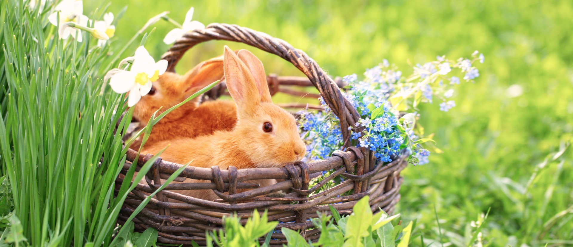 Two bunnies in a Basket